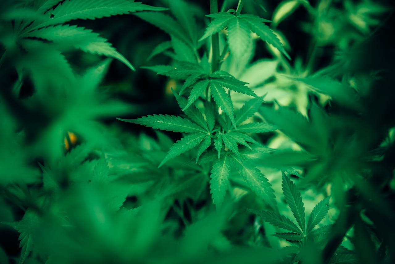 Cannabis flos a jej zastosowanie w medycynie